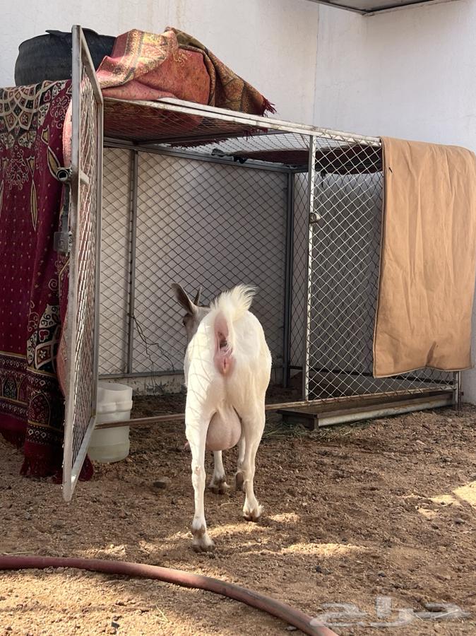 عنز هجين قزمي صنف64235325384579114