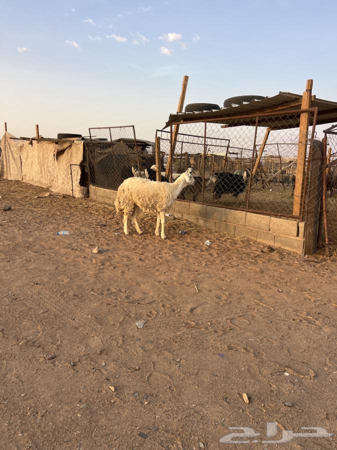 تم الللبيع64233776872193112