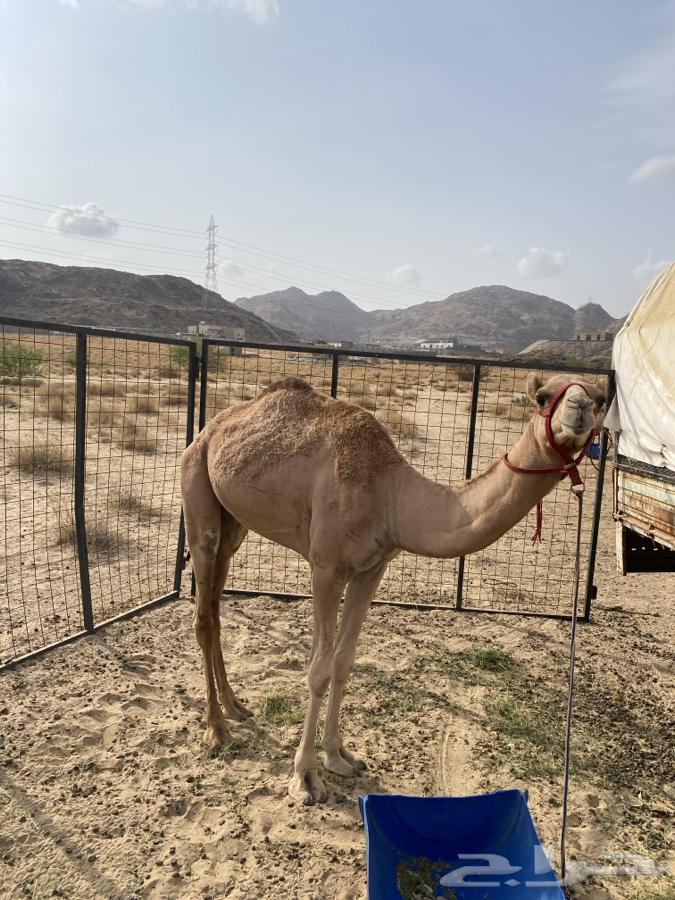 قعود للبيع64240548223106110