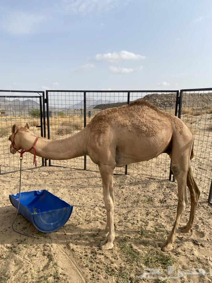 قعود للبيع64240548223106111