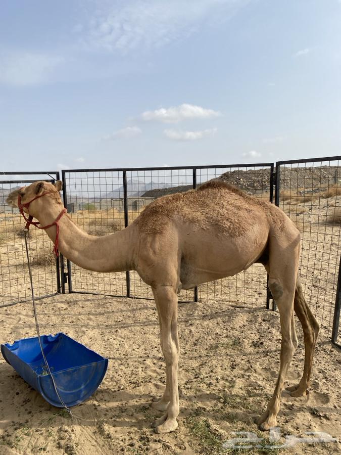 قعود للبيع64240548223106112