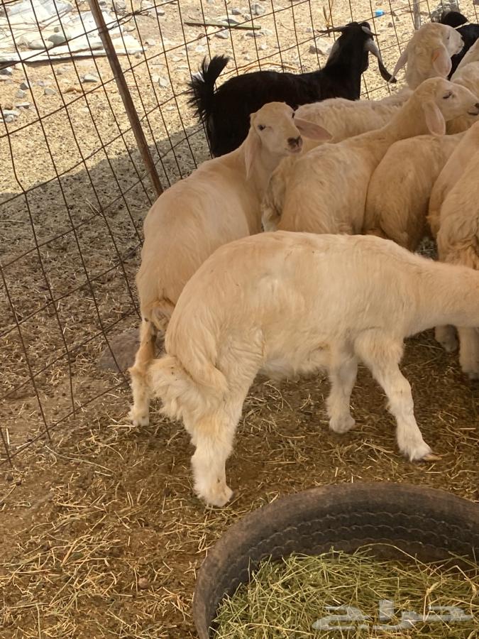 طليان بهم تربية64242468149891112