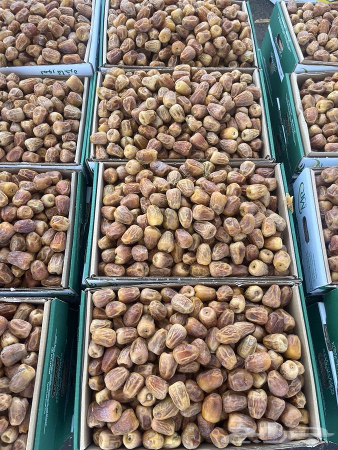 سكري القصيم حبه فاخرة64237286463618110