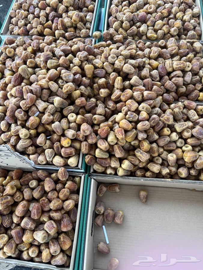 سكري القصيم حبه فاخرة64237286463618111