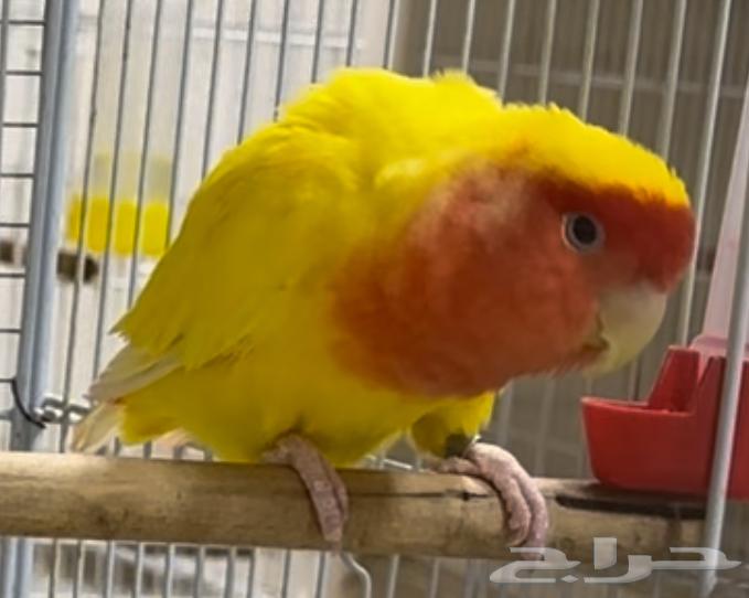 للبيع زوج روز لونق فيذر لاتينو رد فيس دبابه64235176041730111