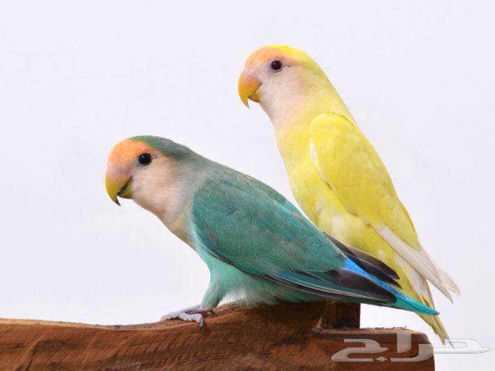 طيور روز و كروان و دره للبيع64233634962306112