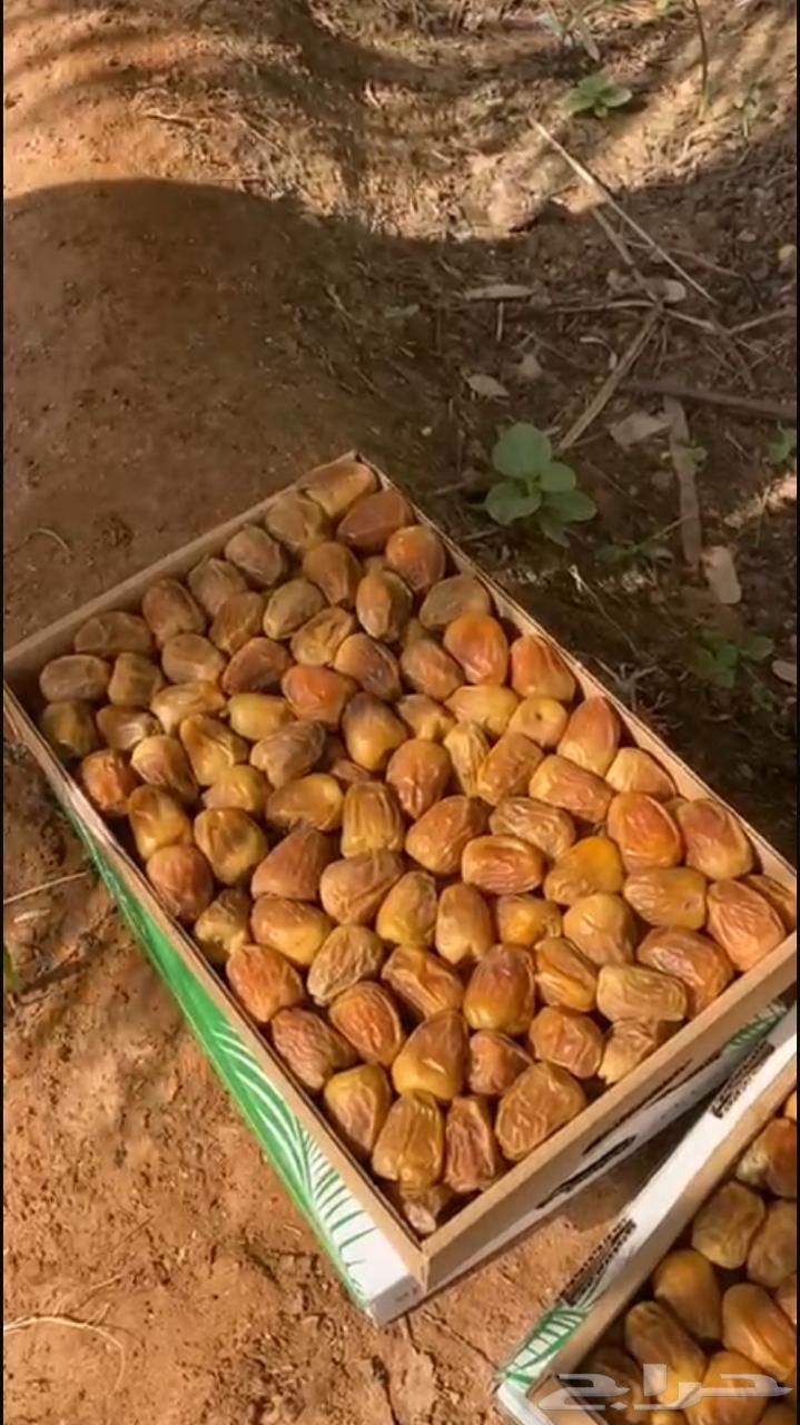 Sukkari Dates64240548679681112