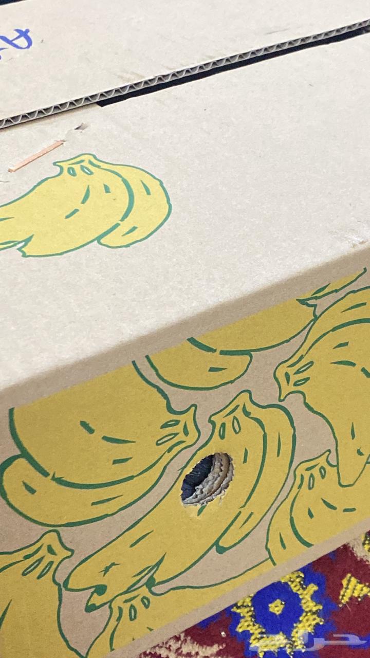 Medina dates, carton full of dates64250939472387111