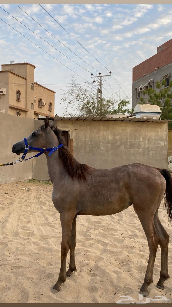 مهر واهو64252799509506111