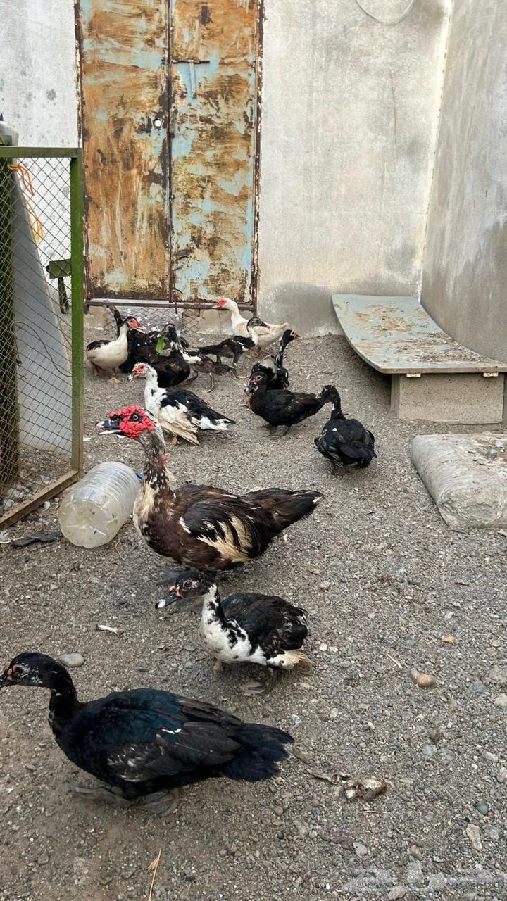 بط بلدي64252165433987114