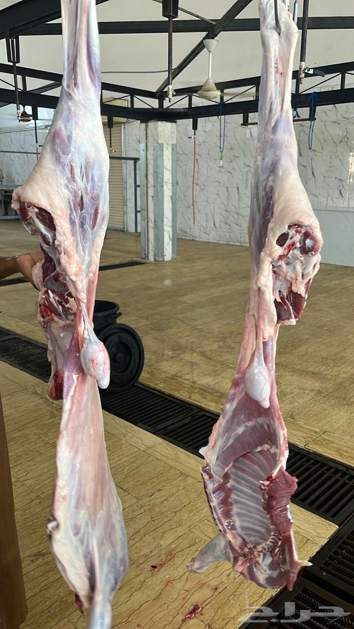 High-quality sheep and goats available64245493917057114