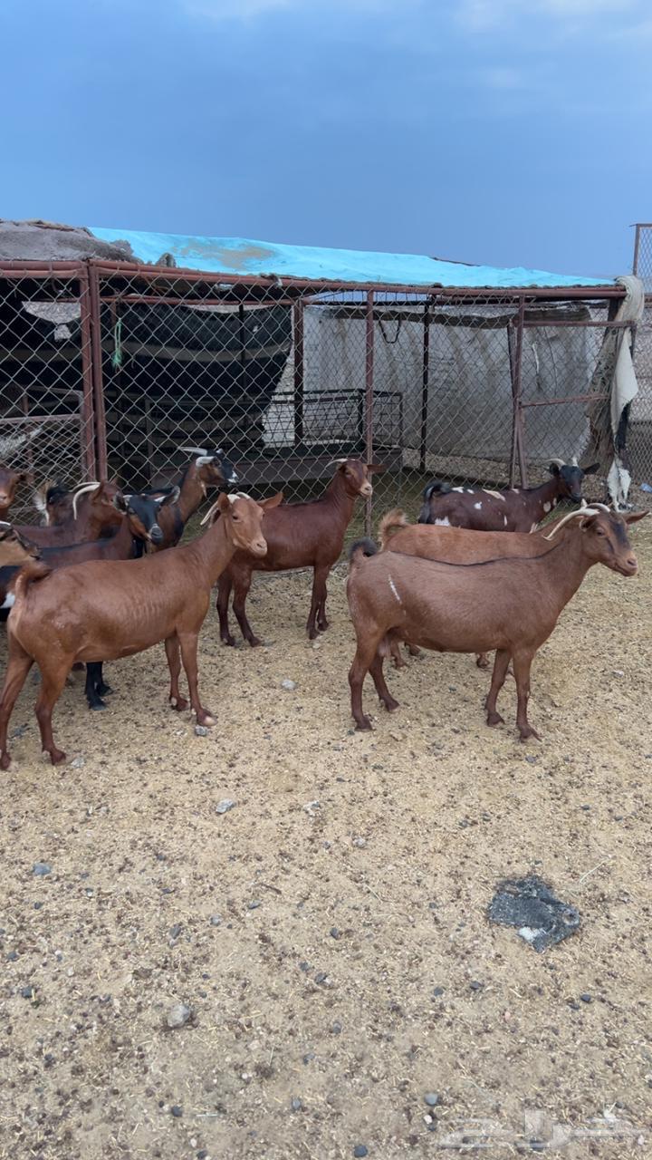 Goat male, good health, documented lineage, one condition and cleanliness required63772425080451113