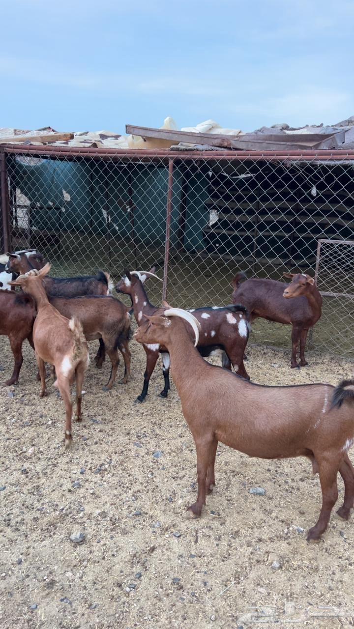 Goat male, good health, documented lineage, one condition and cleanliness required63772425080451110
