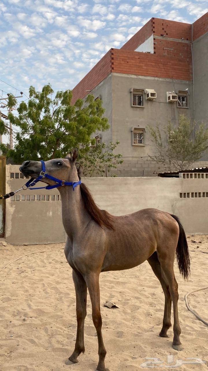 مهر واهو64252799509506112