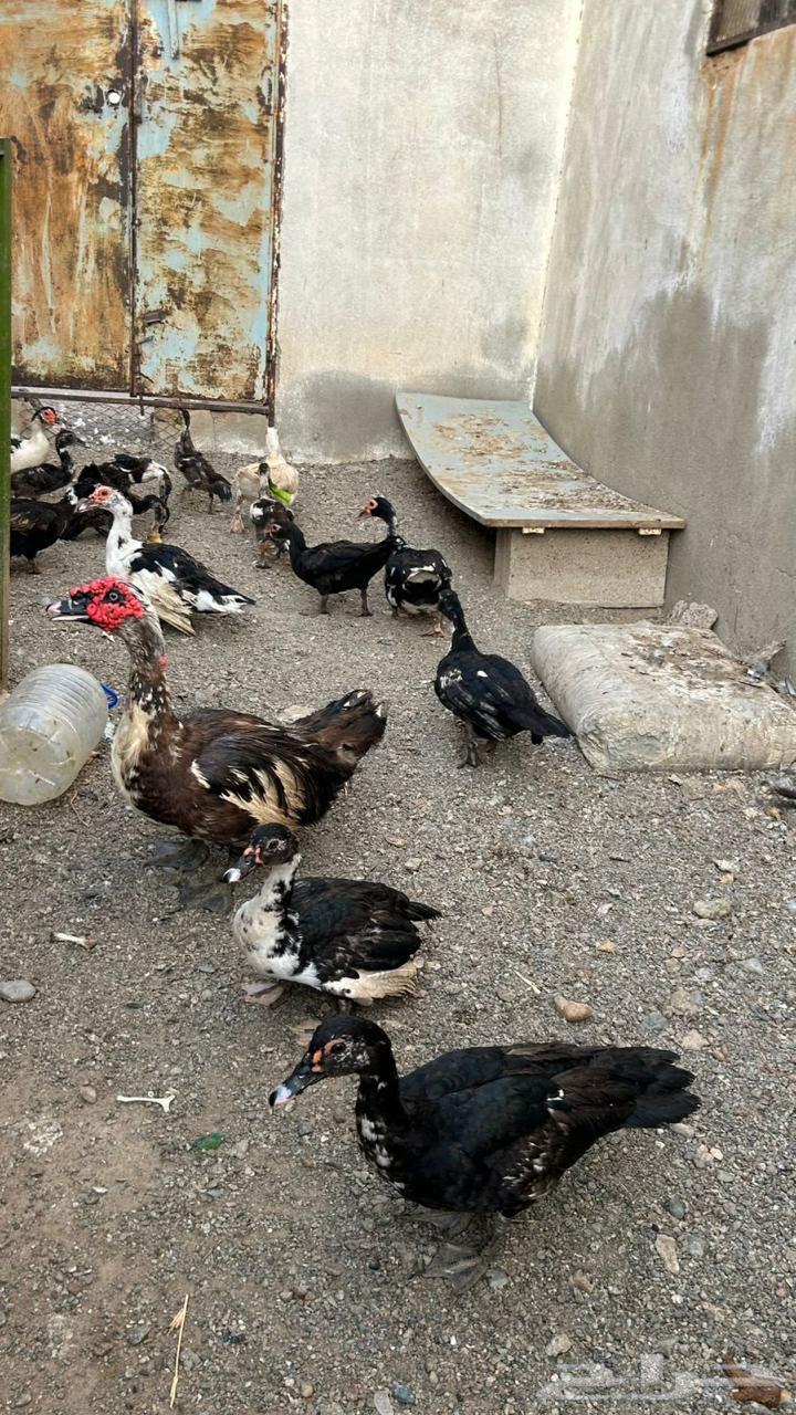 بط بلدي64252165433987112