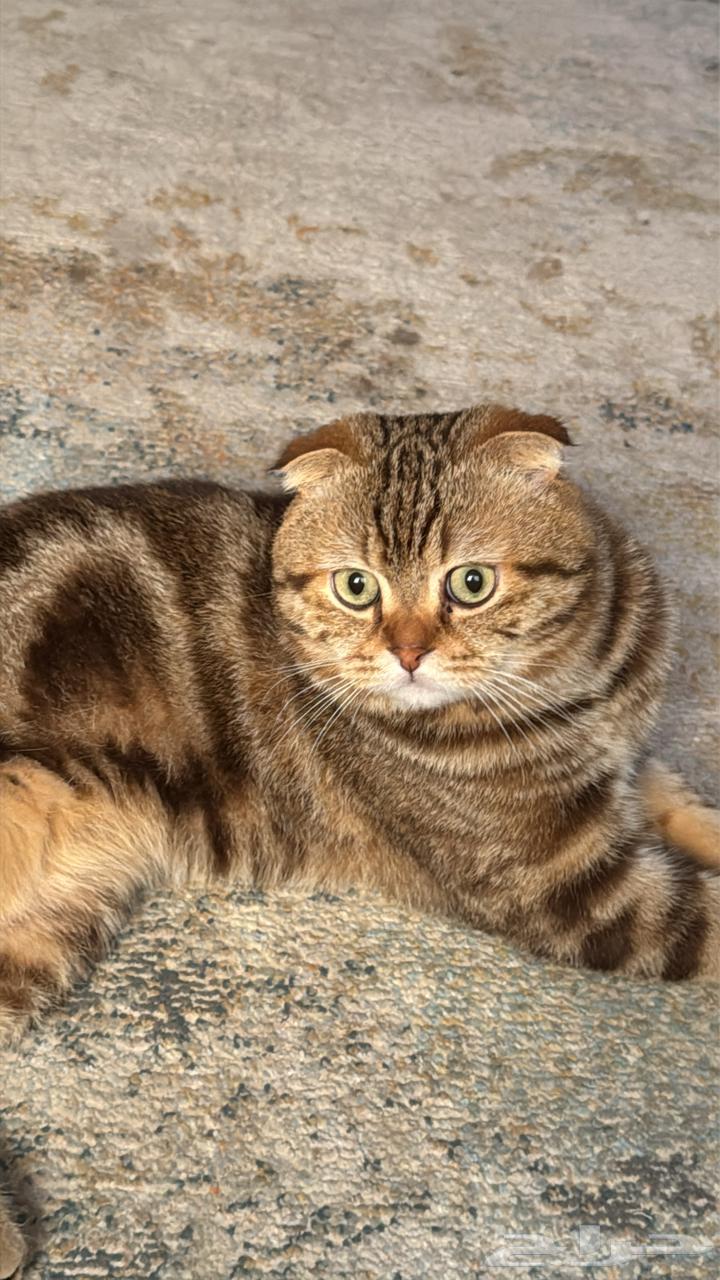 ذكر سكوتش فولد ماربل منتج للبيع64255240765697110