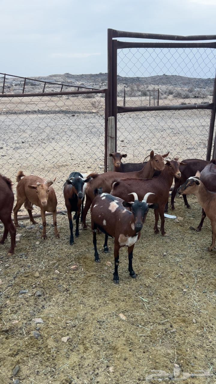 Goat male, good health, documented lineage, one condition and cleanliness required63772425080451111