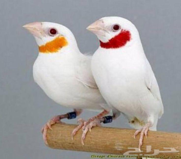 Albino Butcherbird Mutation64252314317570110