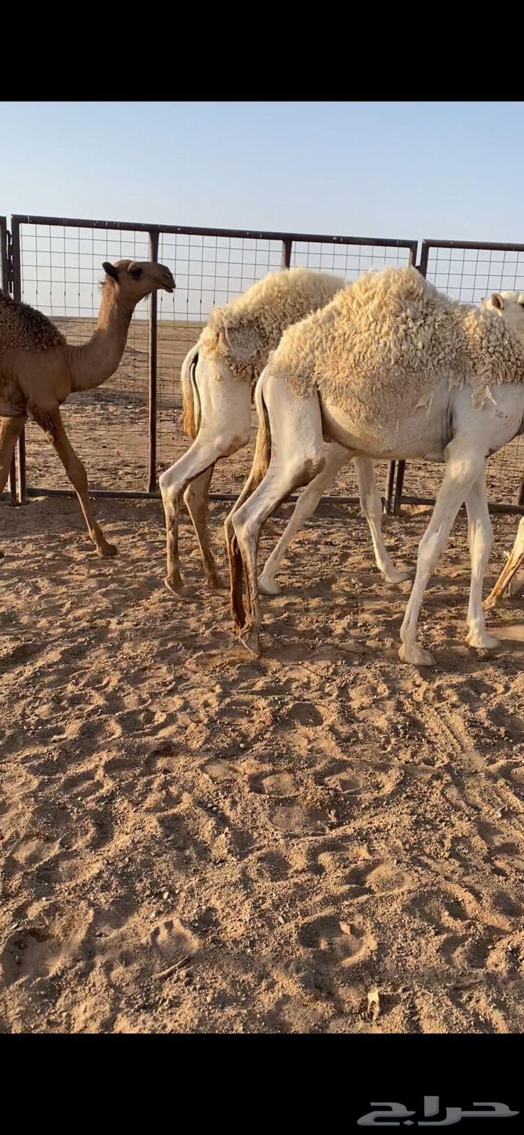 قعدان للبيع64252647849090111