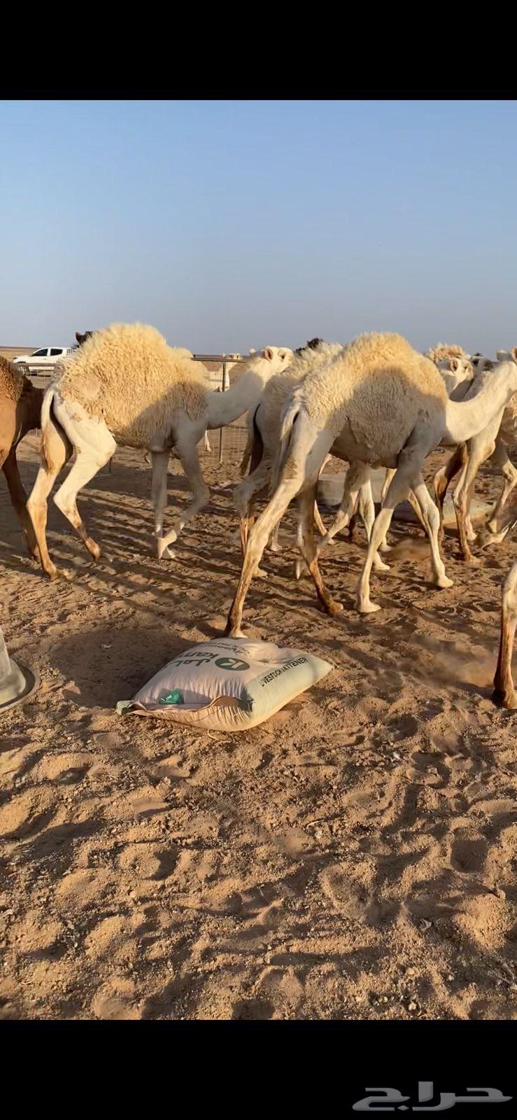 قعدان للبيع64252647849090114