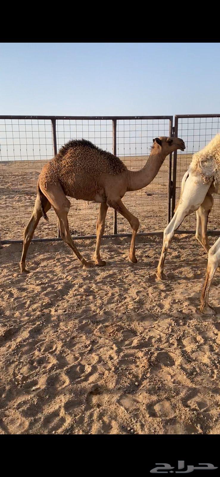 قعدان للبيع64252647849090110