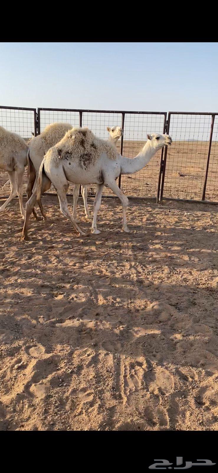 قعدان للبيع64252647849090112