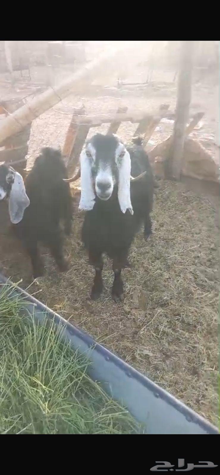 The goat is six months old and has started growing horns at the beginning of Al-Jafrah64236872069379111