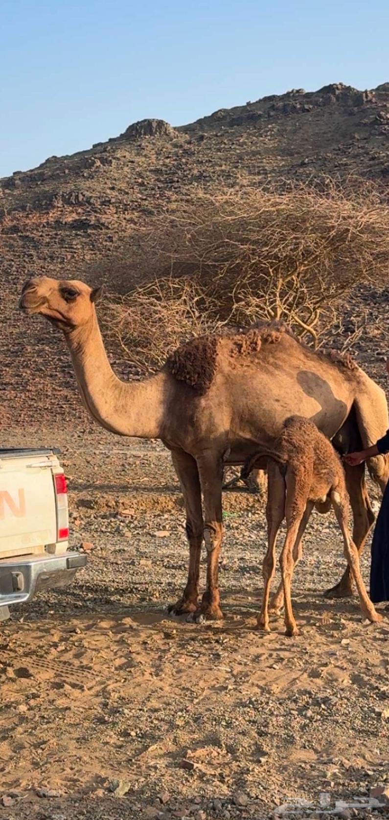 للبيع خلفه صفرا ام رابع او خامس64256447758338110