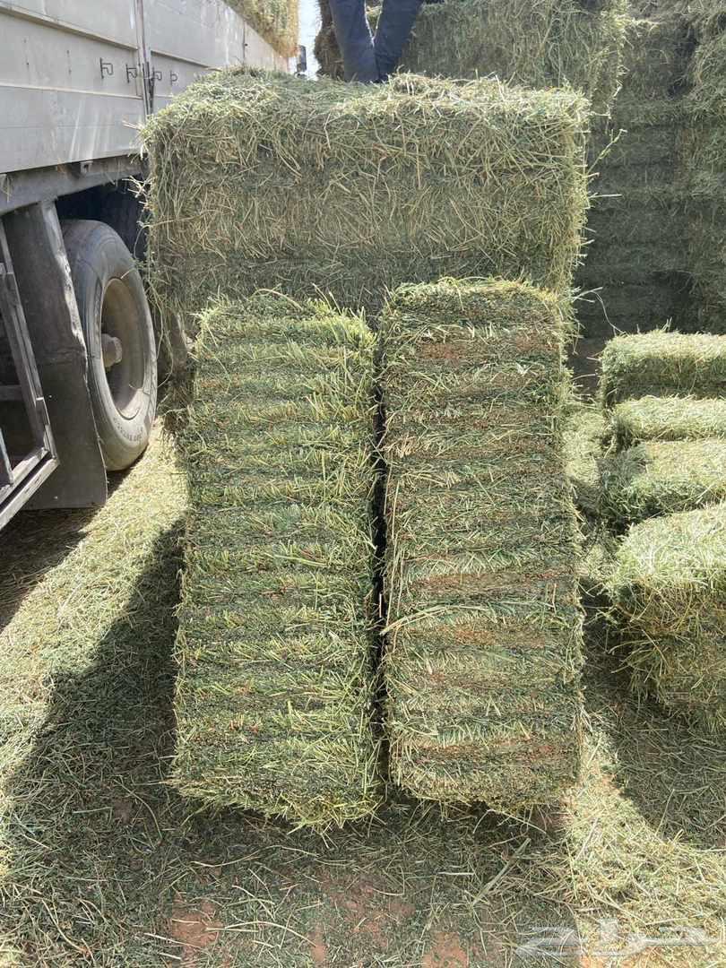 برسيم صافي64237727083267110