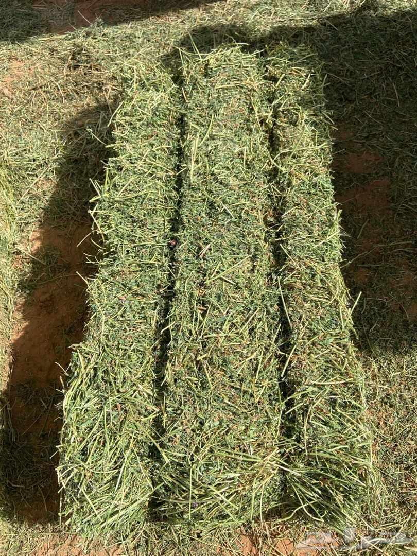 برسيم صافي64237727083267111