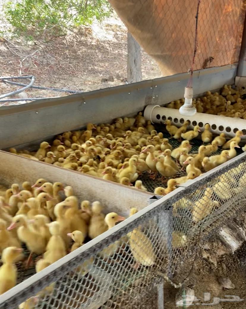 للبيع صوص بط بكيني64232183881473110