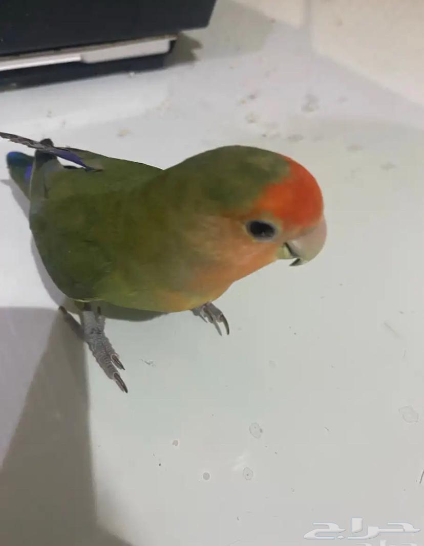 ببغاء للبيع64256447638145110