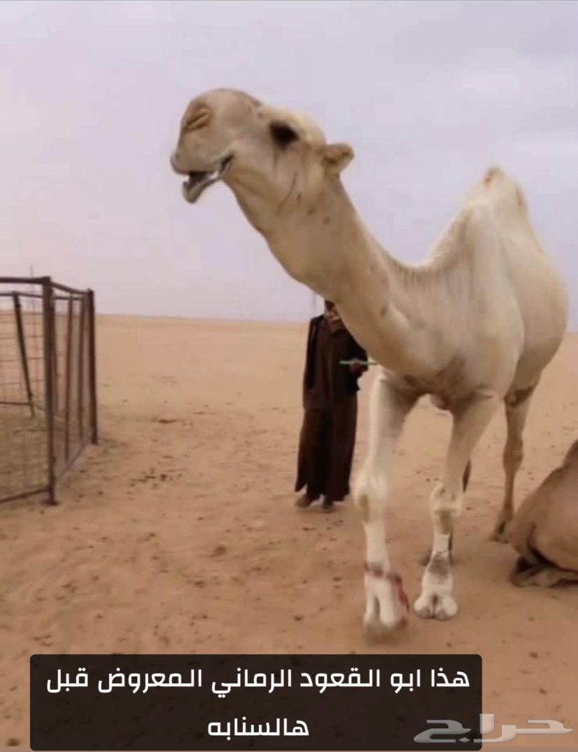 Qa'ud Kafu64234819044995111