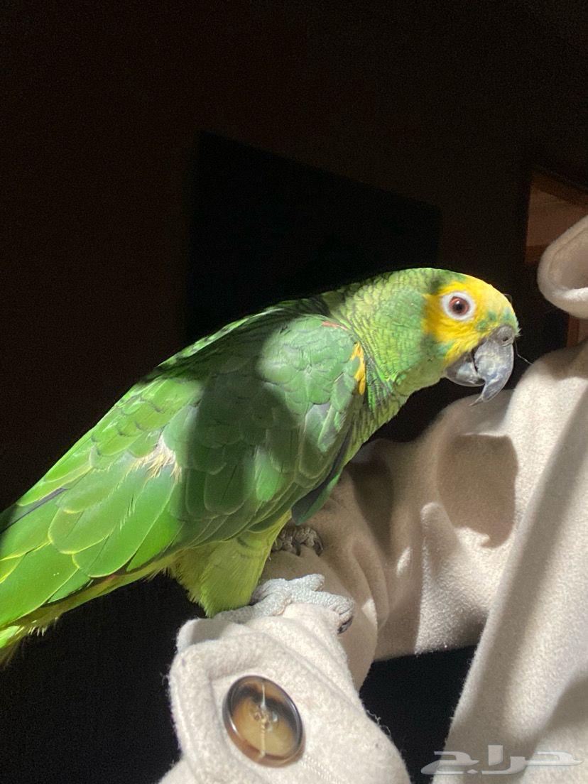 ببغاء   امازون للبيع64237079397891112