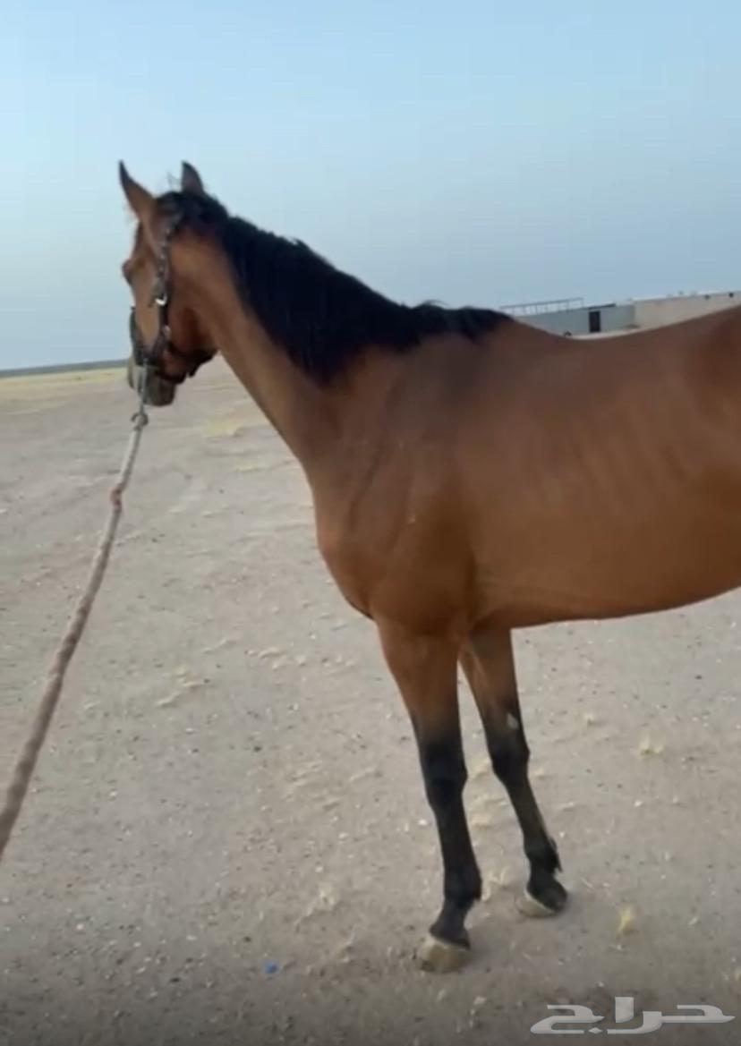 حصان انجليزي مسجل64239872578434110
