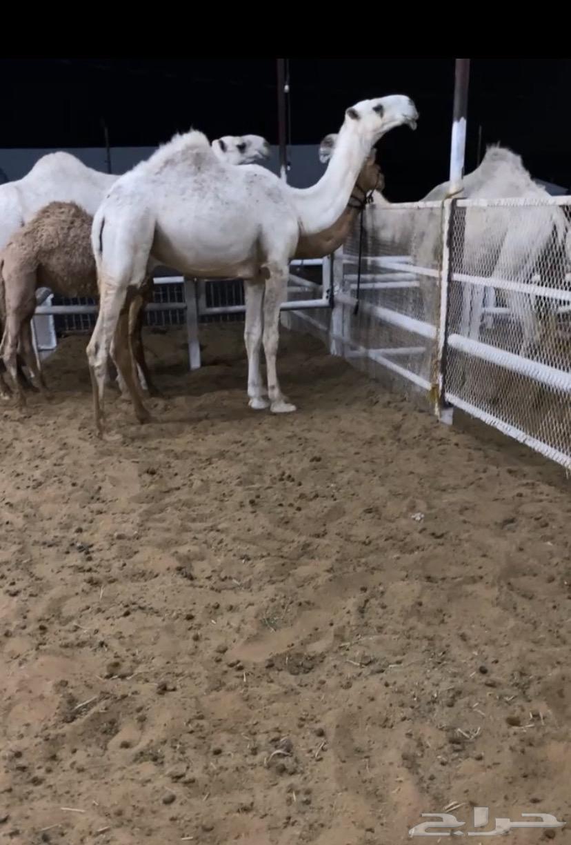 Qa'ud Kafu64234819044995110