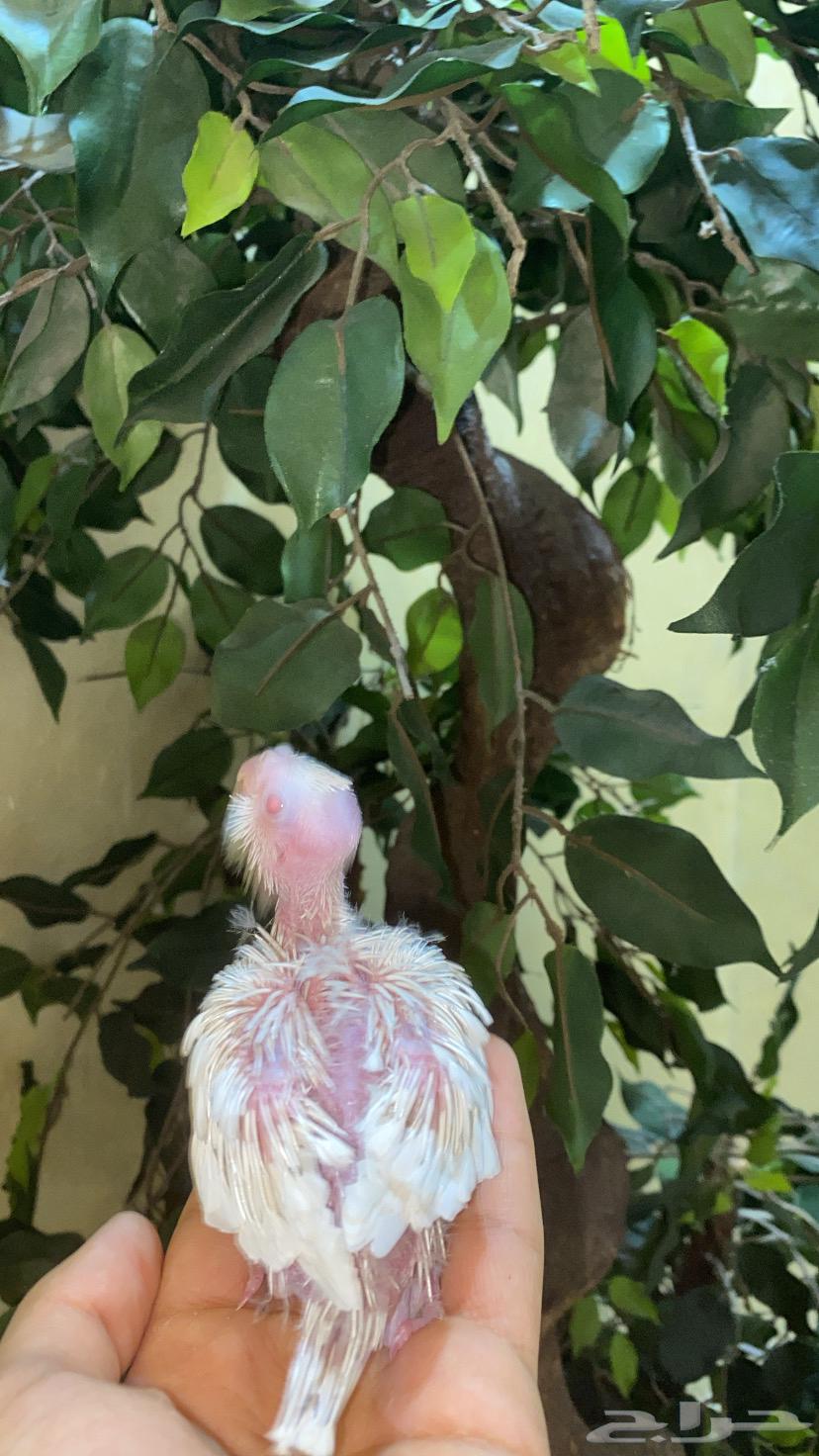 فرخ كروان البينو64241591302145111