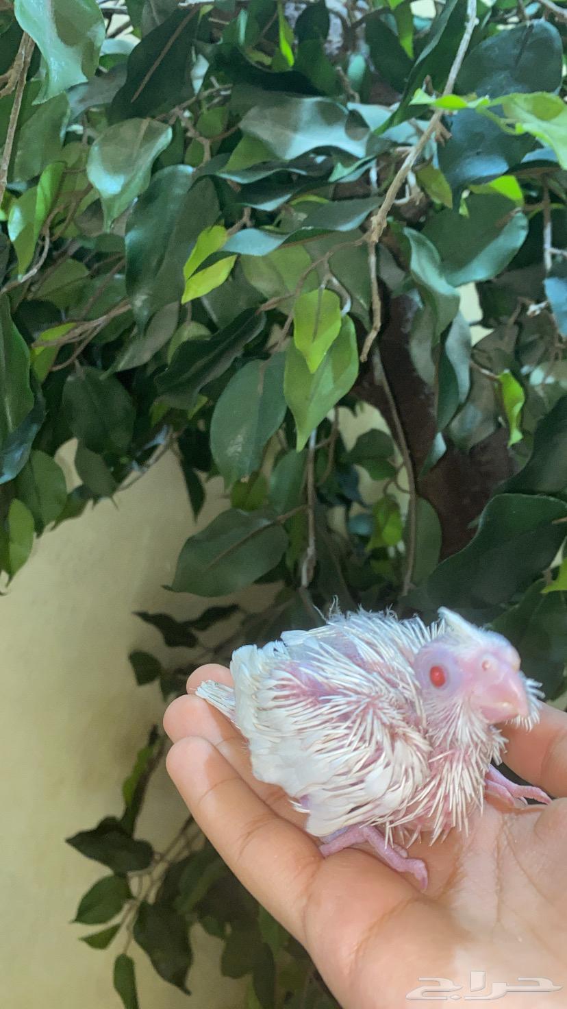 فرخ كروان البينو64241591302145110