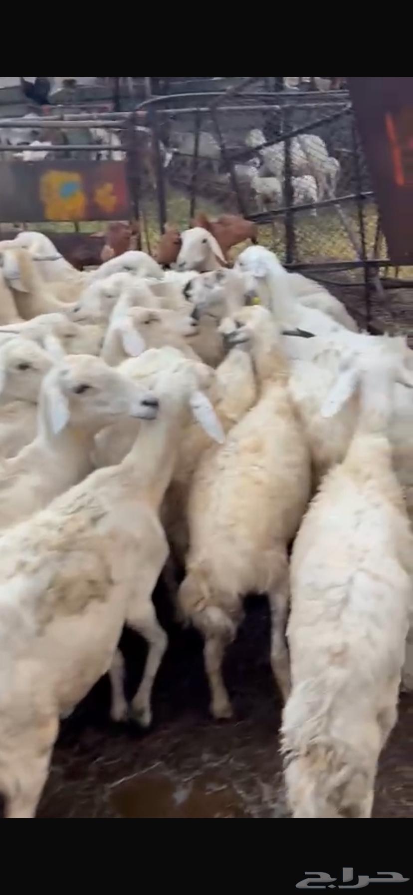 ((( تم البيع))) ضان للبيع64252647822210113