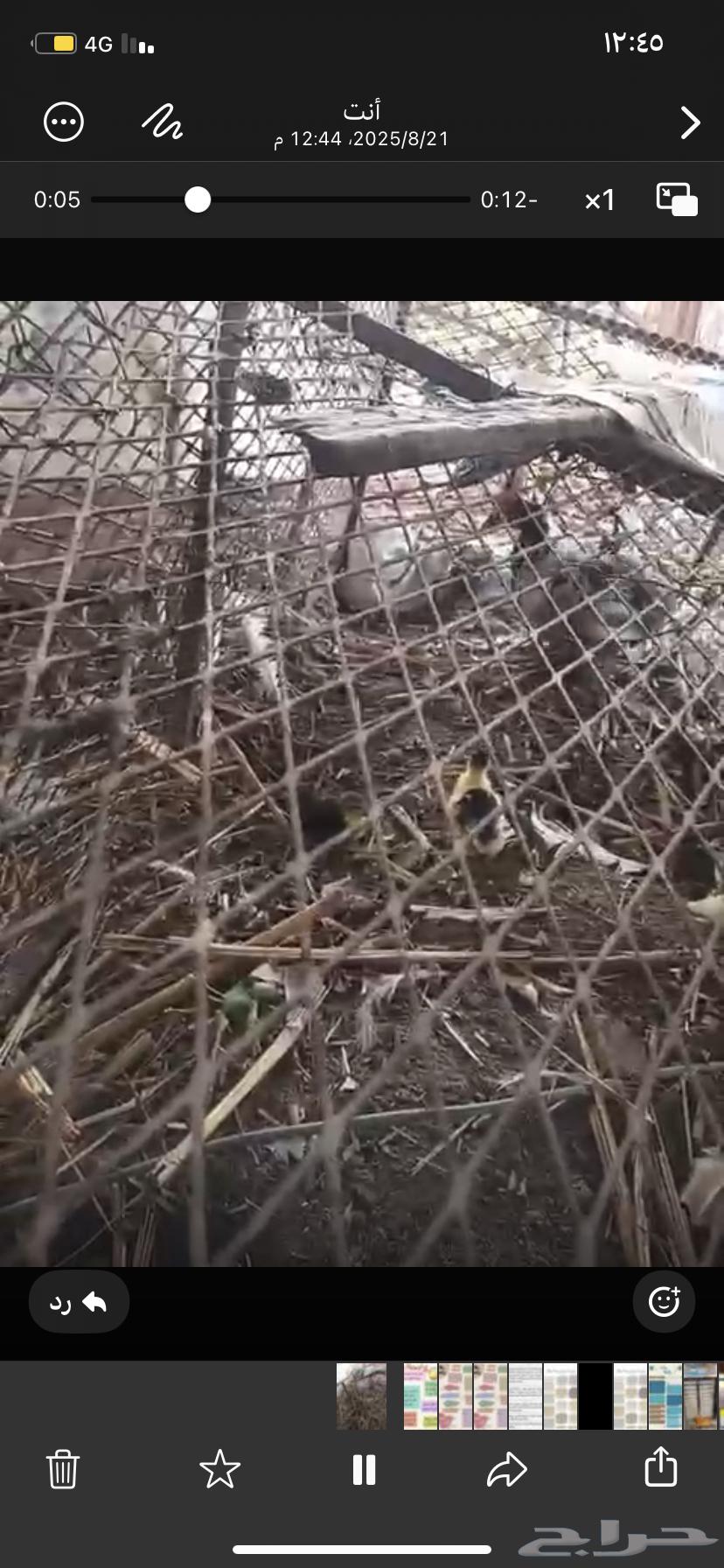 القنفدة القوز64241769520770112