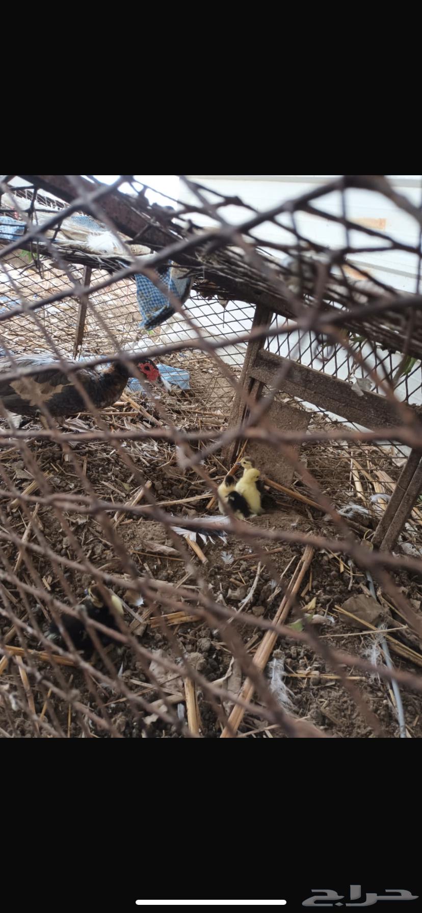 القنفدة القوز64241769520770110