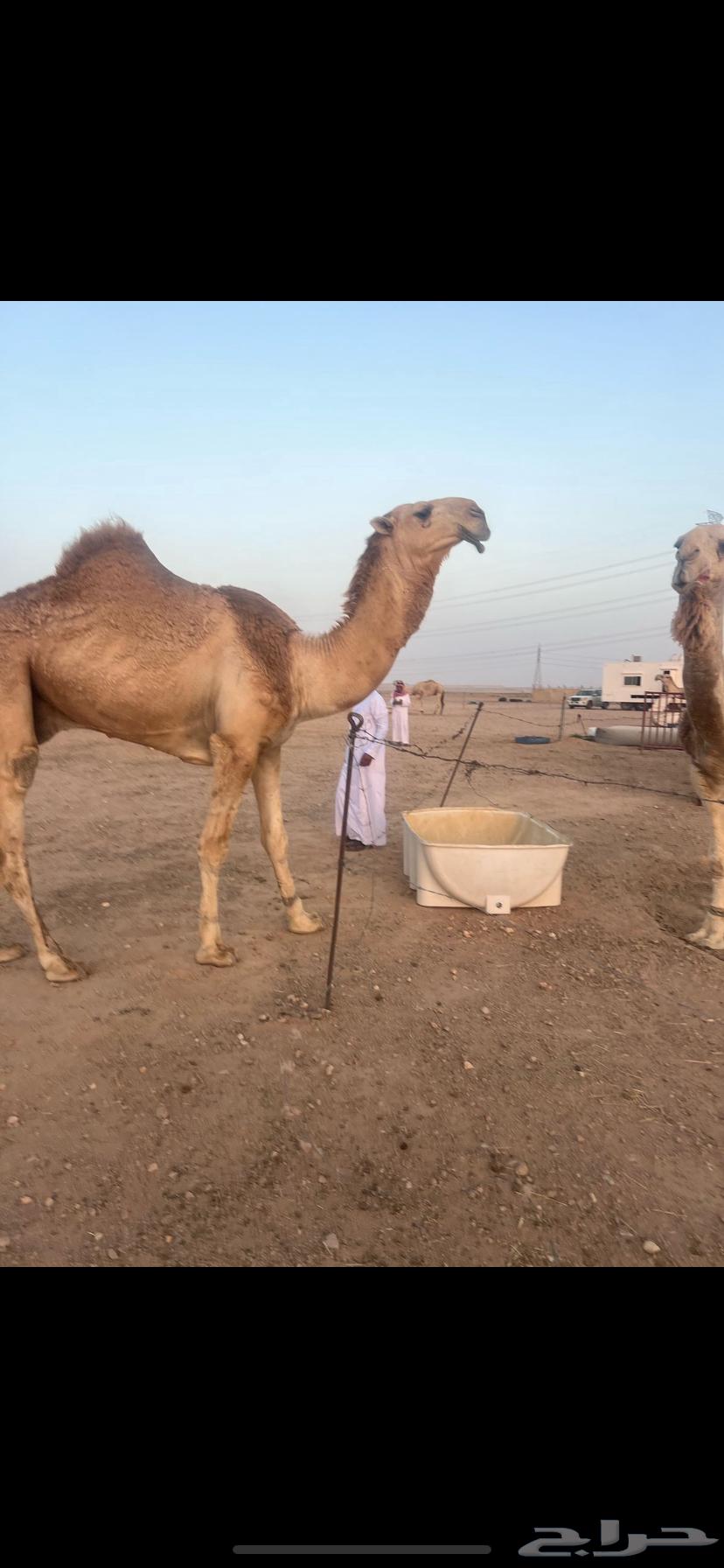 البيع القعود الباتلي الكفووو64252660016514111