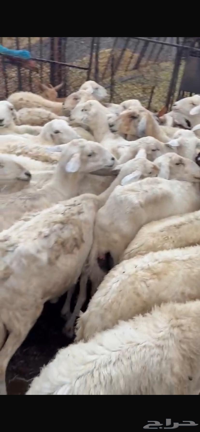 ((( تم البيع))) ضان للبيع64252647822210112