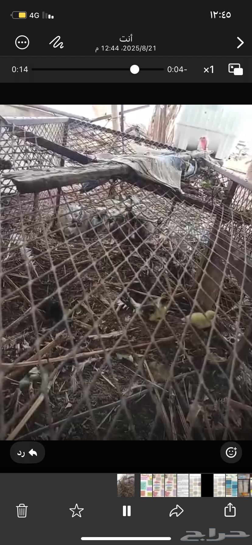 القنفدة القوز64241769520770111