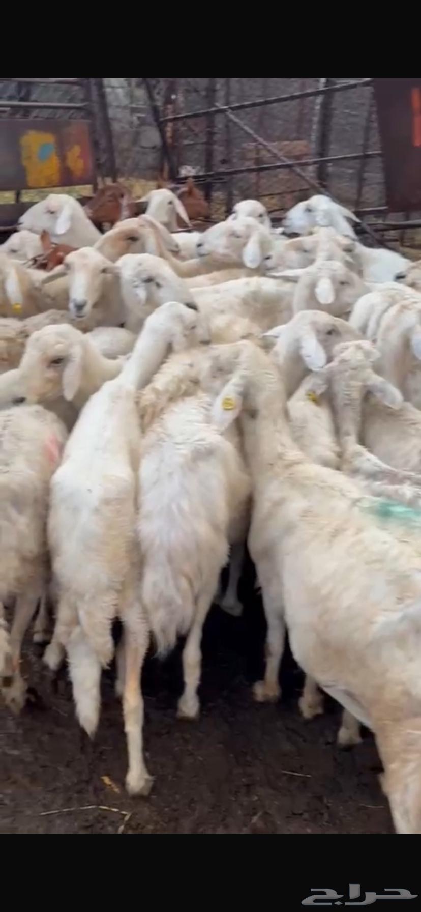 ((( تم البيع))) ضان للبيع64252647822210110