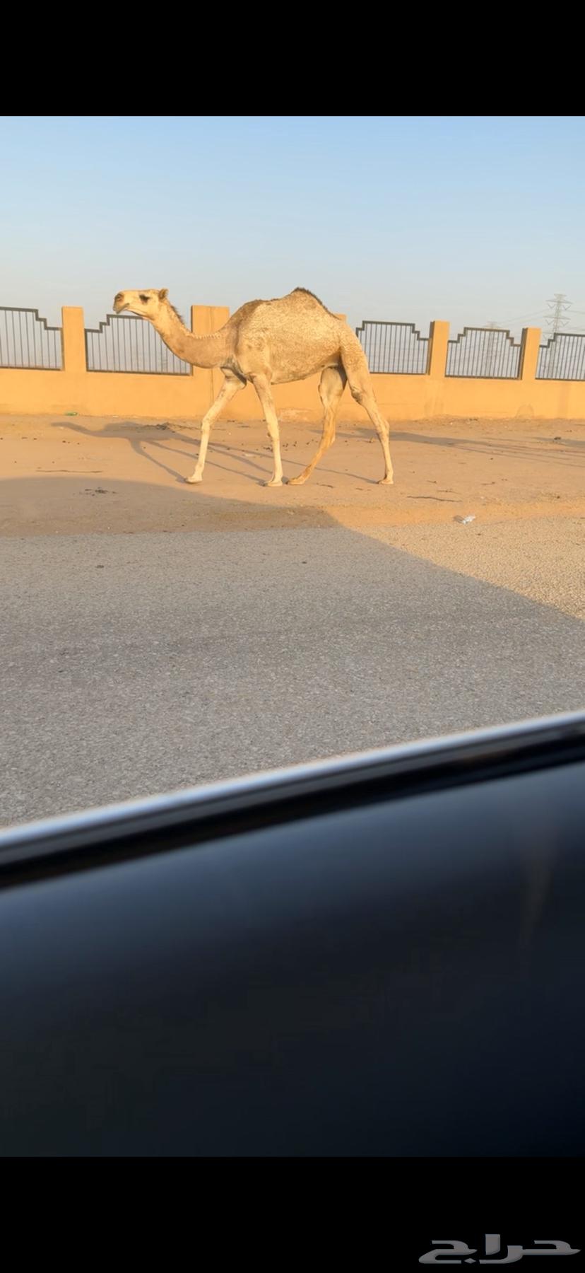 للبيع البكره الكفو64250754158467112