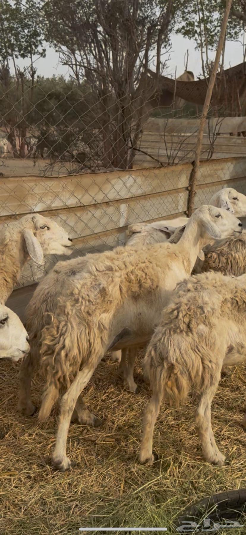 9 ضان حريات دفع طيبه بالحيل كفوو ع 640 (( تم البيع ))64235784642305110