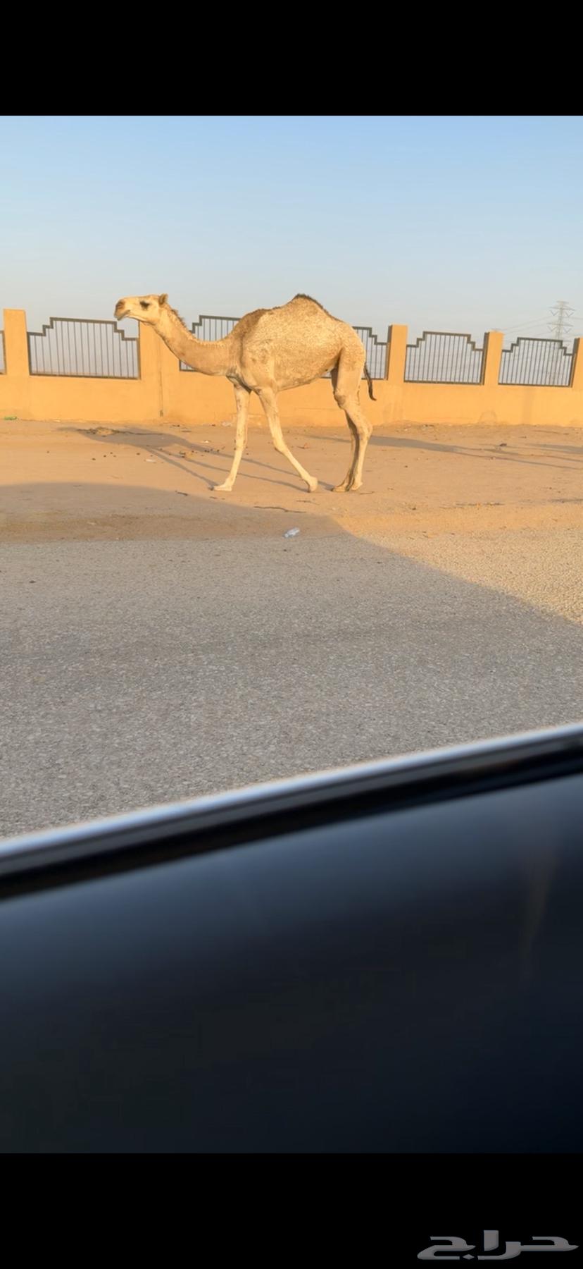 للبيع البكره الكفو64250754158467111