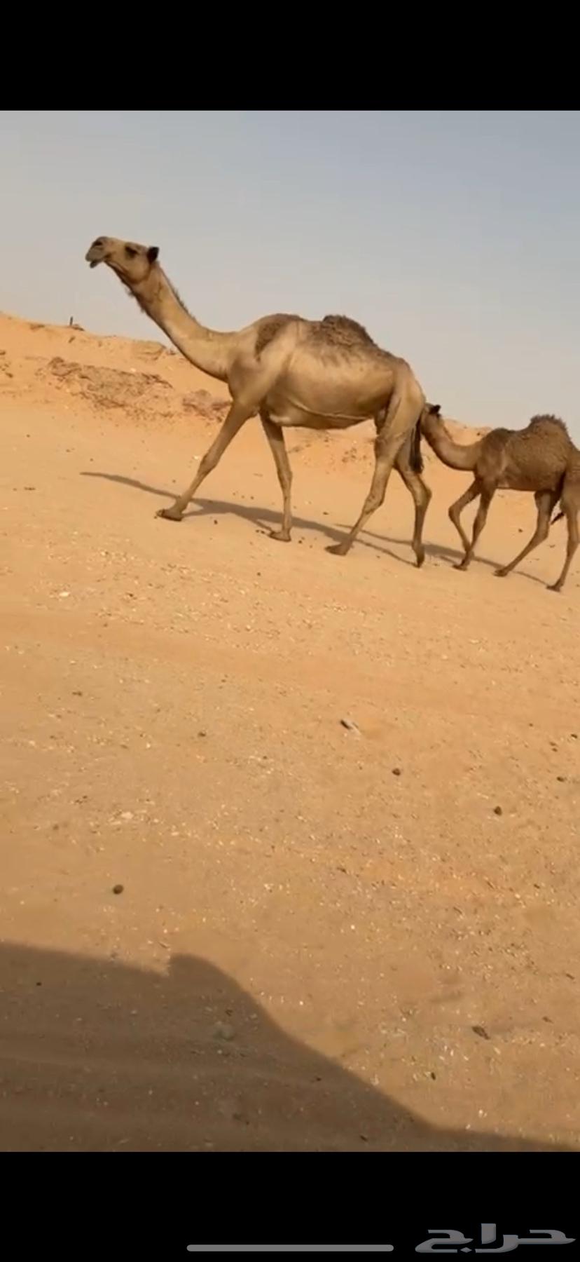 خلفه كفوو ناقه انتاج ثنو نادره64248894768769110