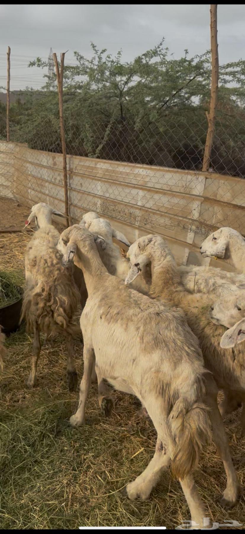 9 ضان حريات دفع طيبه بالحيل كفوو ع 640 (( تم البيع ))64235784642305114